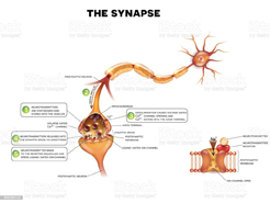 synaps.jpg